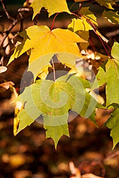 Red and yellow autumn maple leaves