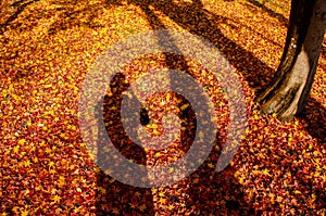 Red yellow autumn maple leaves covered ground with human shadow