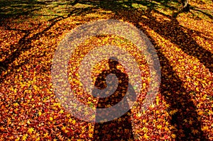 Red yellow autumn maple leaves covered ground with human shadow