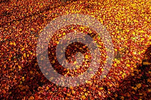 Red yellow autumn maple leaves covered ground with human shadow