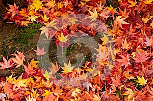 Red yellow autumn maple leaves covered ground