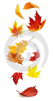 Red and yellow autumn tree leaves falling, isolated on white background