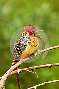 Red and yellow barbet