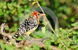 Red -and-yellow Barbet photo