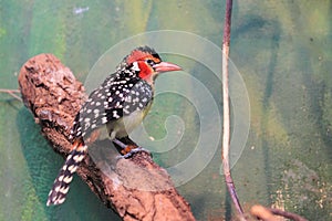 Red-and-yellow barbet