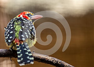 Red-Yellow Barbet (Capito auratus) - Stunning Bird of Sub-Saharan Africa