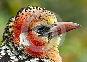 Red-Yellow Barbet (Capito auratus) - Stunning Bird of Sub-Saharan Africa