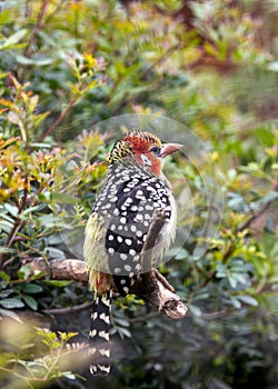 Red-Yellow Barbet (Capito auratus) - Stunning Bird of Sub-Saharan Africa