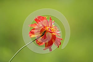 Red and yellow beautiful flower