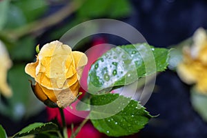 Red and yellow, beautiful roses in buds and fully open on a dark background.