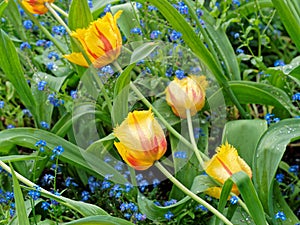 Red and yellow bicolor tulips covered with raindrops