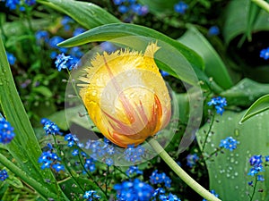 Red and yellow bicolor tulips covered with raindrops