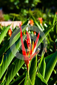 Red and Yellow Bird of Paradise