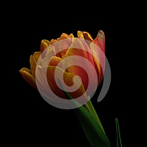 Red-yellow blooming tulip with green stem and leaf isolated on black background. Studio close-up shot.