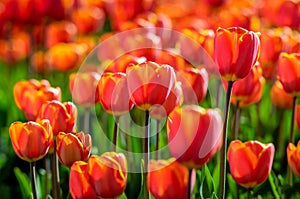 Red and yellow blossoming tulips in early morning sunlight