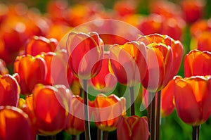 Red and yellow blossoming tulips in early morning sunlight