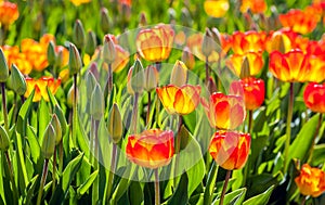 Red and yellow blossoming tulips in early morning sunlight