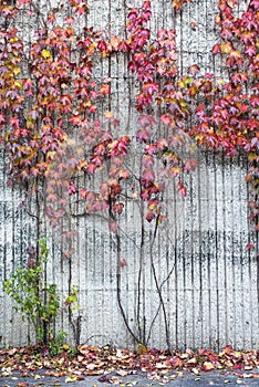 Red and yellow Boston Ivy plant on the concrete wall