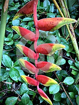 Red and yellow bright Lobster claw & x28;heliconia rostrata& x29;plant in Florida