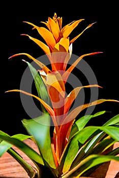 Red and yellow Bromeliads