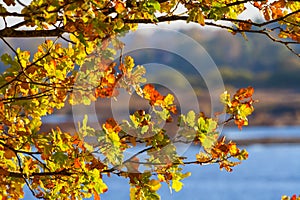 red, yellow and brown oak leaves on branch of a tree