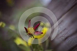 Red and yellow budding flower