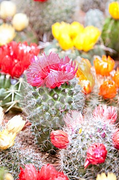 Red and Yellow cactus flowers