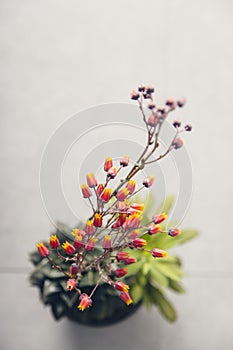 Red and yellow cactus flowers in bloom on a grey background photo