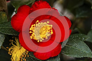 Red Yellow Camellia Yuletide Blooming Macro photo