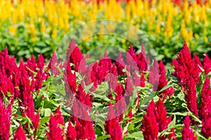 Red and yellow Celosia
