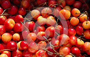 Red and Yellow Cherries Bunch