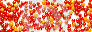 Red and yellow cherry tomatoes isolated on white background. Fresh bright organic vegetables