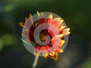 Red and yellow chrysanthemum in the garden, macro