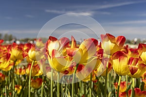 Red and Yellow color Tulip flowers with blue sky background