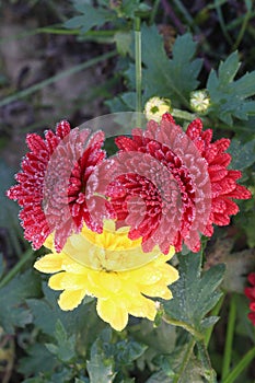 red and yellow colored chrysantheme rot tautropfen flower on farm