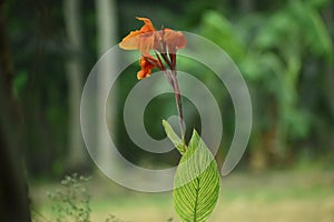 Red and Yellow Colored Tulip Flower  on Natural Background. Calathea white star leaf, also called calathea majestica.