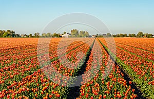 Red with yellow colored tulip flowers in long converging flower