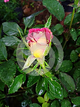 Red & yellow by colour rose flower bud