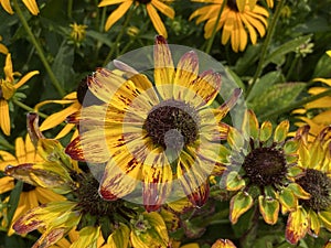 Red and Yellow Conehead Flower in a Summer Garden