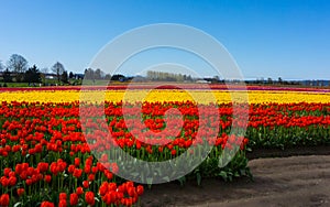 Red Yellow Daffodil Tulip Flower Farm