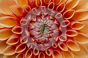 Red and Yellow Dahlia close-up