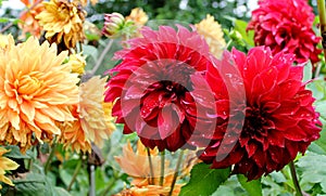 Red and yellow dahlia