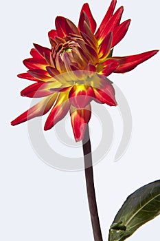 Red and yellow dahlia flower