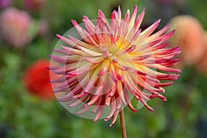 Red and yellow dahlia flower
