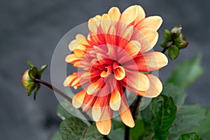 Red and yellow Dahlia flower