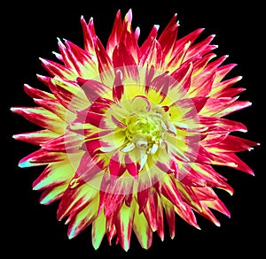 Red-yellow dahlia. Flower on black isolated background with clipping path. For design. Closeup.