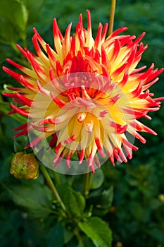 Red yellow Dahlia flower in green