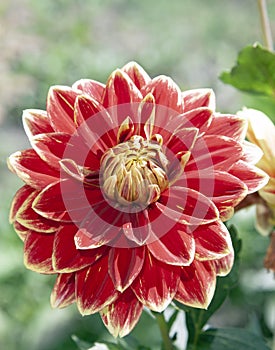 Red-yellow Dahlia flower petals close-up photo