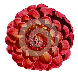 Red-yellow dahlia flower, white isolated background with clipping path. Closeup. no shadows. For design.