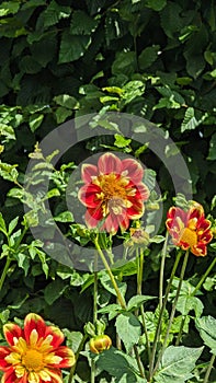 Red and yellow dahlia flowers in the garden with green leaves